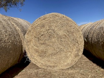 Pasture Hay 4x4 Round Bales