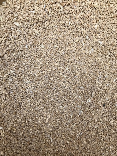 WANTED 8mt Scepter Wheat Seed