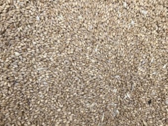 WANTED 8mt Scepter Wheat Seed