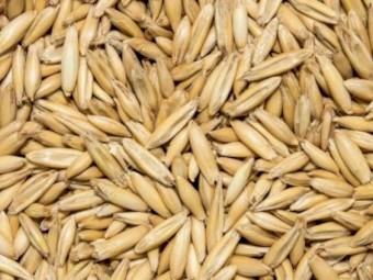 Certified Organic Yallara Oats