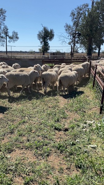 100 x SIL First Cross Ewes