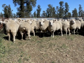 100 x SIL First Cross Ewes