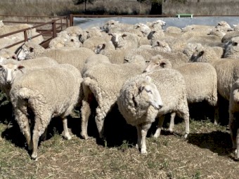 100 x SIL First Cross Ewes