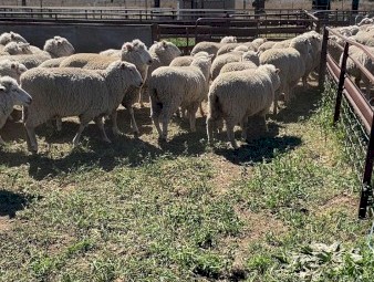 100 x SIL First Cross Ewes