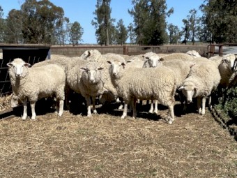 100 x SIL First Cross Ewes