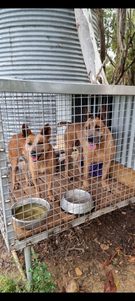 Stumpy tail red heeler cattle dogs
