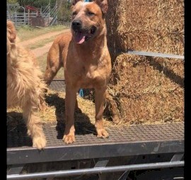 Stumpy tail red heeler cattle dogs