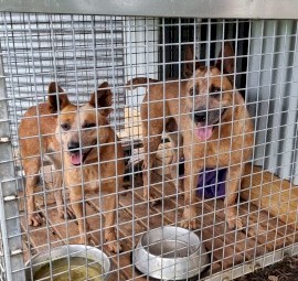Stumpy tail red heeler cattle dogs