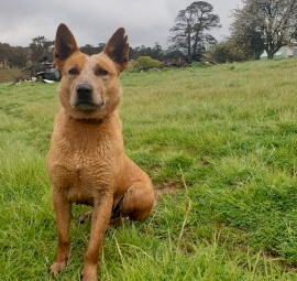 Stumpy tail red heeler cattle dogs