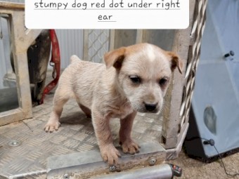 Stumpy tail red heeler cattle dogs