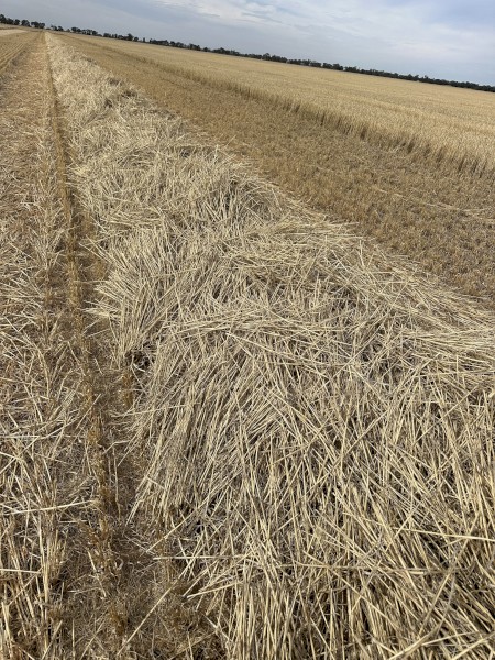 1500mt Windrowed Wheaten Straw 8x4x3 Bales