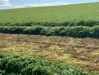 EOI New Season Vetch Hay