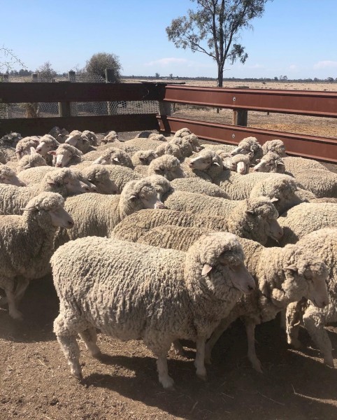 WANTED Long Term Agistment or Lease