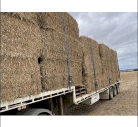 22-23 barley header trailings