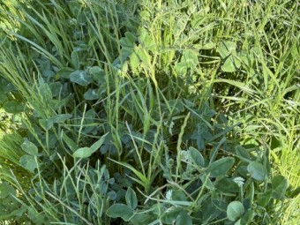 Rye/ Lucerne/ clover hay