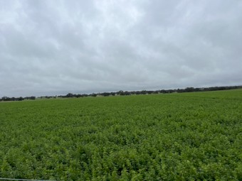 EOI Lucerne Silage
