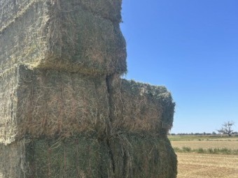 80mt Lucerne Hay 8x4x3 Bales