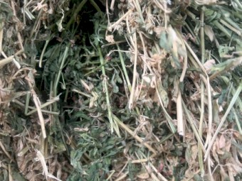 80mt Lucerne Hay 8x4x3 Bales