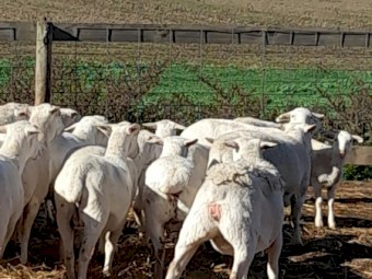 Australian White Ewes