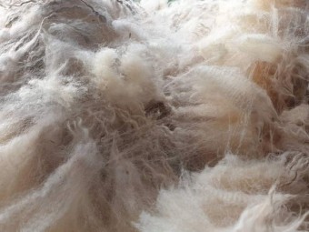 Crossbred wool