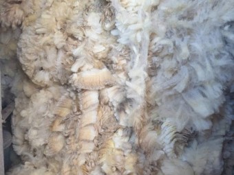 Crossbred wool