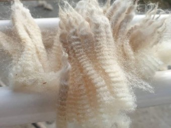 Crossbred wool