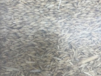 mobey barley seed