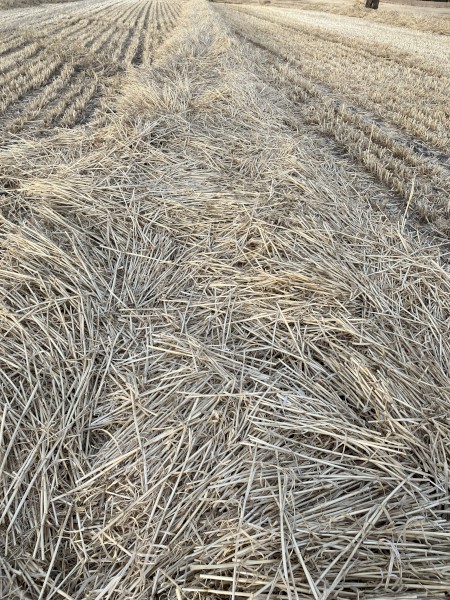 Wheat Straw Windrowed