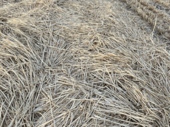 Wheat Straw Windrowed