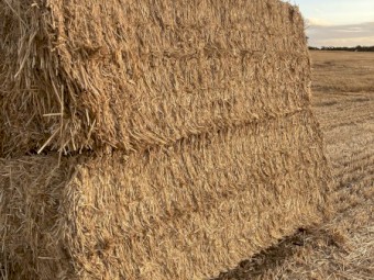 Wheat Straw Windrowed