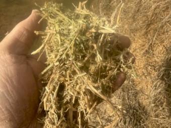 60mt Vetch Hay 500kg 8x4x3 Bales