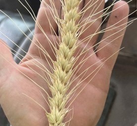 ASW WHEAT for sale