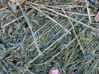 38mt Lucerne Hay 620kg 8x4x3 Bales