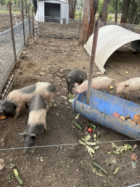 Berkshire x Hampshire piglets