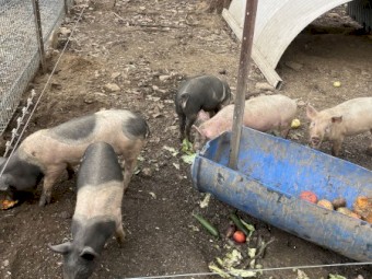 Berkshire x Hampshire piglets