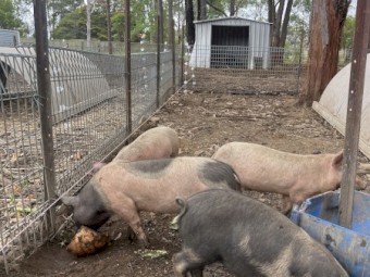 Berkshire x Hampshire piglets