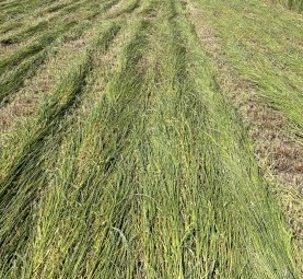 Ryegrass hay round bales 