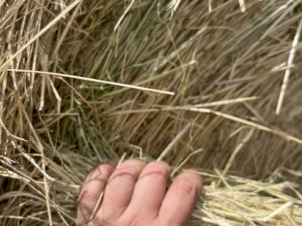 Ryegrass hay round bales 
