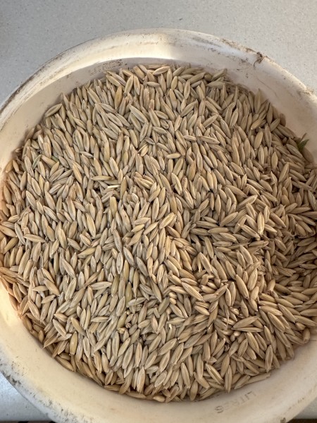 150 tonnes of Yallara Oats