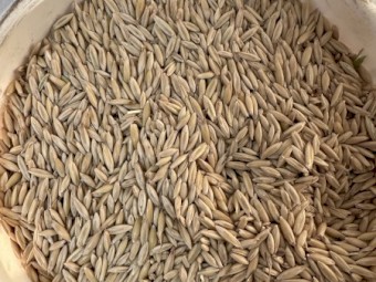 150 tonnes of Yallara Oats