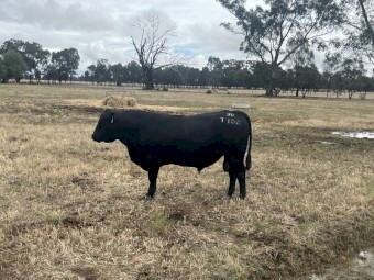 Stud Angus Bull - Heifer EBVs
