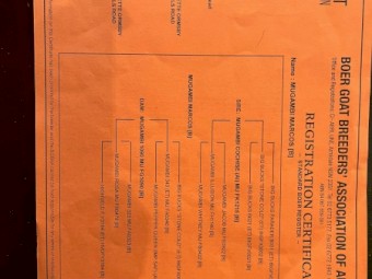 Full Blood Boer buck