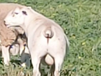 AUSTRALIAN WHITE COMMERCIAL RAM