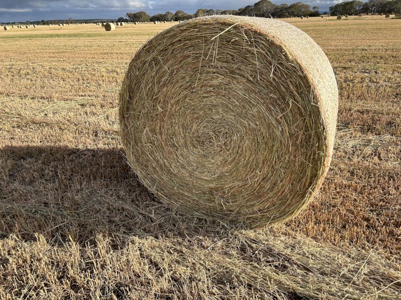 Ryegrass Hay