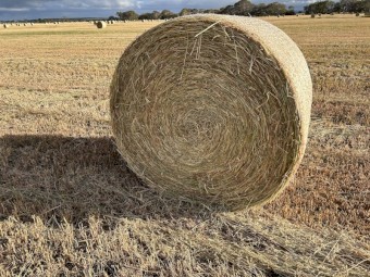 Ryegrass Hay