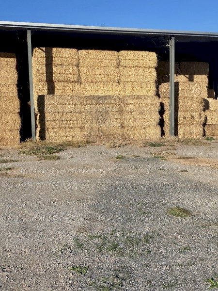 Beardless wheaten hay