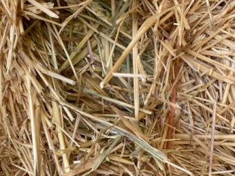Beardless wheaten hay