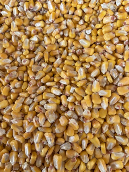 Feed Corn - Off The Header