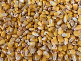 Feed Corn - Off The Header