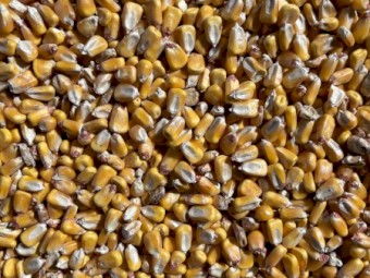 Corn - Off The Header